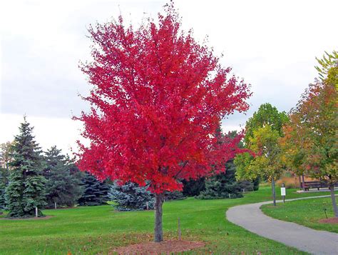 Red Maple Tree Free Stock Photo - Public Domain Pictures