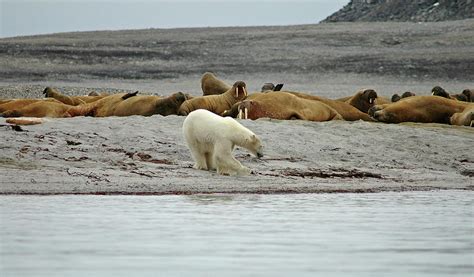 Polar Bear Vs. Walrus