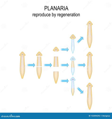 Regeneration Of Planaria