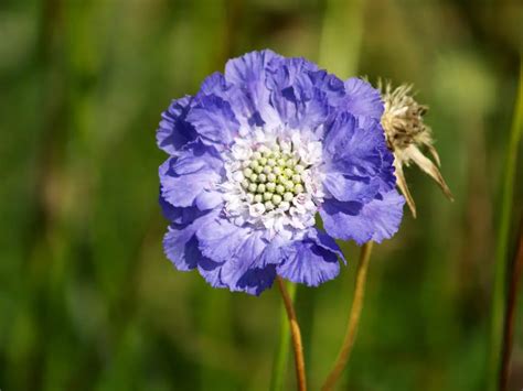 Scabiosa (Scabious; Pincushion Flower) – A to Z Flowers