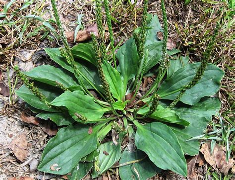 Broadleaf Weeds In Lawn