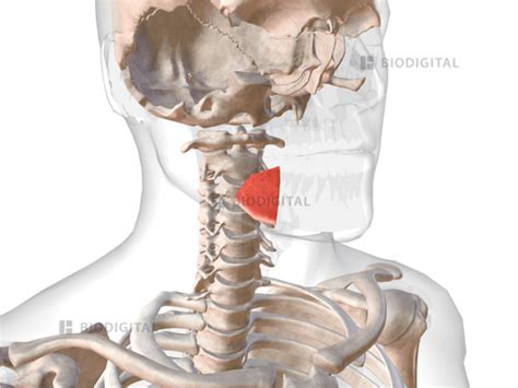 Right hyoglossus | BioDigital Anatomy