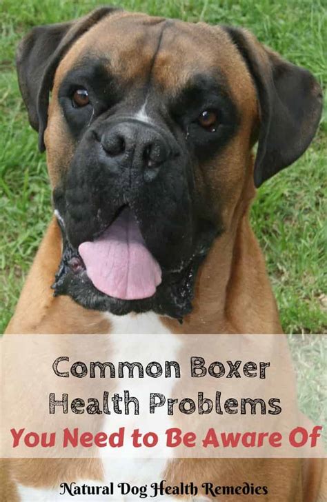 Boxer Health Problems & Life Span