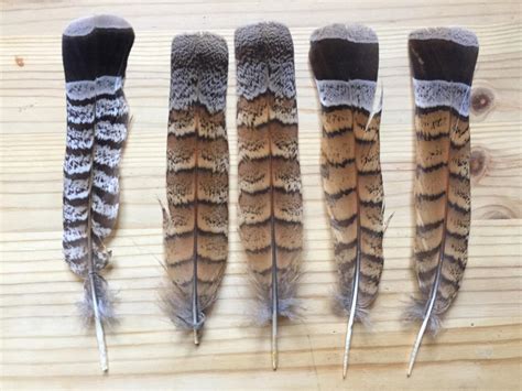 Ruffed Grouse Feathers by AdvidFeathers on DeviantArt