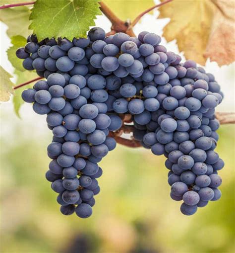 Pinot Noir: Seductive Red Wine - The Ultimate grape Guide