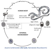 Ascaris lumbricoides - Wikipedia