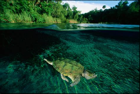 Alligator Snapping Turtle Habitat