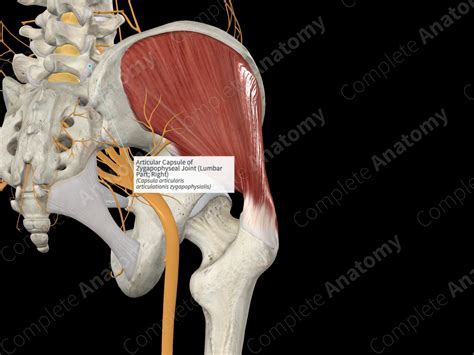 Articular Capsule of Zygapophyseal Joint (Lumbar Part; Right ...