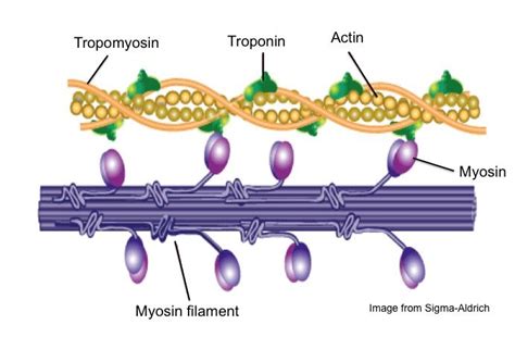 Sliding Filament Model of Muscle Contraction Diagram