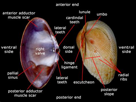 tHE tiDE cHAsER: Bivalves (Phyllum Mollusca: Class Bivalvia) of Singapore