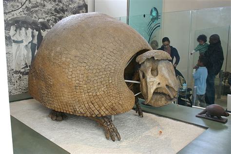 Giant Armadillo Information, Habitat, Adaptations, Pictures