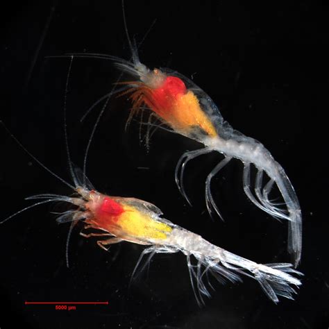 Scientists discover deep-sea shrimp are covered in organs capable of ...