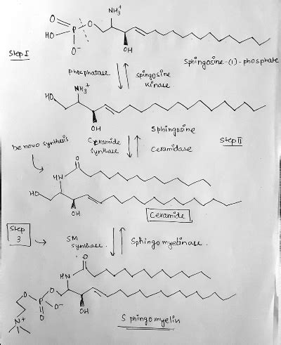 Draw the mechanism for the synthesis of sphingomyelin, including the ...