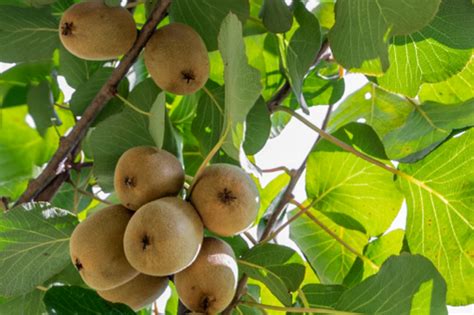 Kiwifruit: Plant Care & Growing Guide