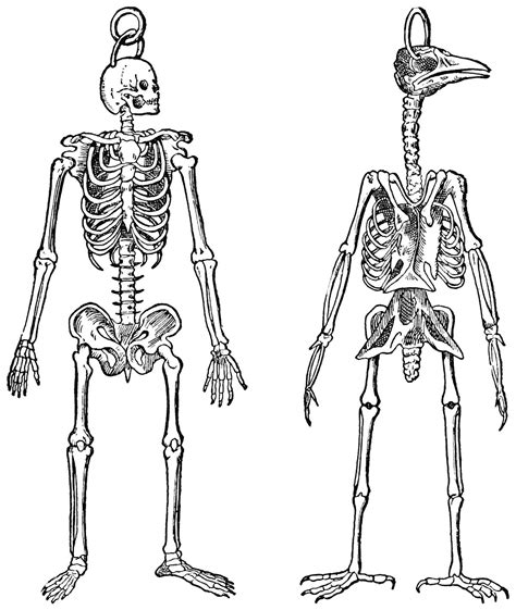 The Skeletons of a Man and Bird — On Verticality