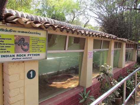 I Love Chennai: 28. Guindy Snake Park