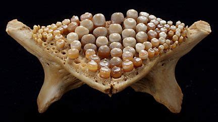 Pharyngeal teeth from a Freshwater drum | things - bone & shell ...