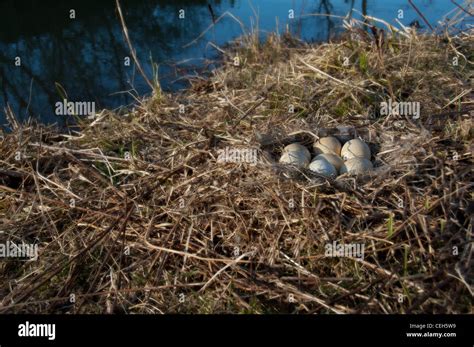 goose eggs bird eggs bird's nest feather nest Stock Photo - Alamy