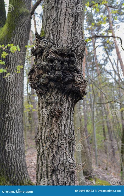 Old Trees Damaged by Cancer Stock Image - Image of protection, medicine ...