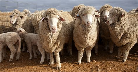 Lamb and mutton markets | Meat & Livestock Australia