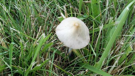 Top 80 of Backyard Mushroom Identification | wrintingspree