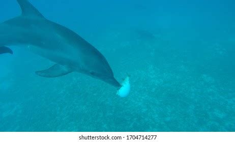 514 Puffer Fish With Dolphins Images, Stock Photos & Vectors | Shutterstock