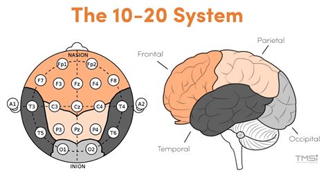 The 10-20 System for EEG - TMSi