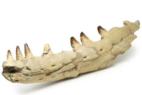 21.5" Partial Mosasaur Jaw with Seven Teeth - Morocco (#225330) For ...