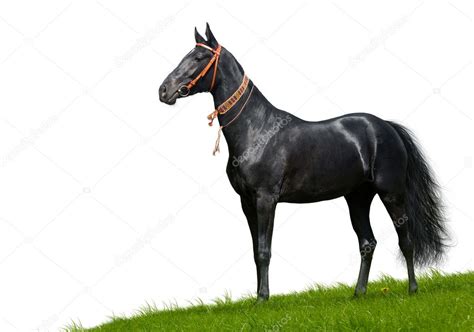 Black akhal-teke stallion — Stock Photo © tristana #1259061