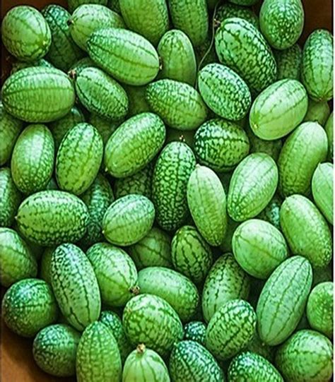 Mexican Sour Gherkin Seeds / Heirloom Mouse Melon Cucamelon - Etsy ...