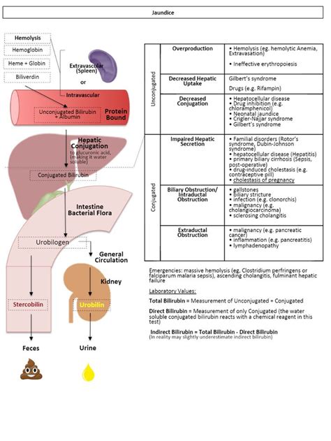 the liver diagram shows the location and functions of each organ in an ...