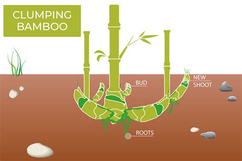 What Do Bamboo Roots Look Like: A Visual Guide - PlantHD