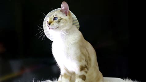 Snow Bengal Cat Breed Facts and Information - Pet Haver