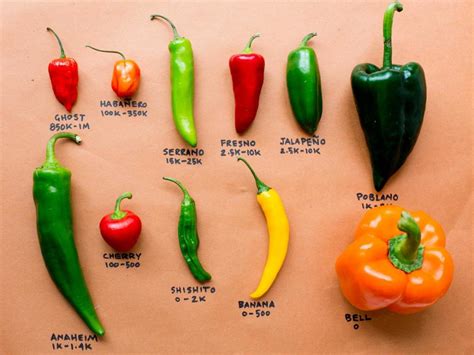 Chilies, How to Prepare and the Different Varieties to Choose from ...