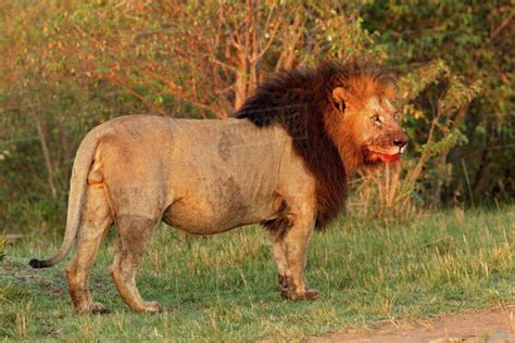 Huge black maned lion with blood on face, Maasai Mara, Kenya - Stock ...