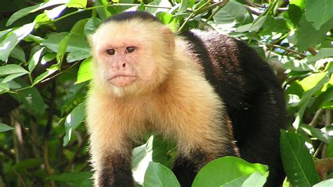 Wayward Capuchin Monkey Sent to a New Home to Find Friends - Times of ...