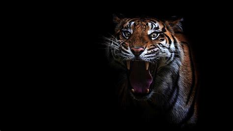 Roaring Tiger Wallpaper Hd