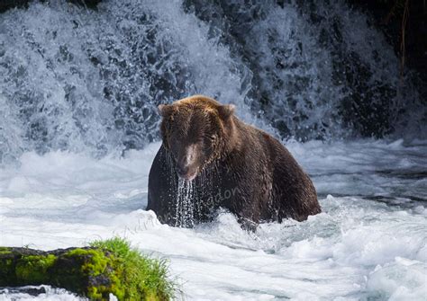 images-naturally!: Alaska ..... Alaskan Brown Bears at Brooks Falls ...