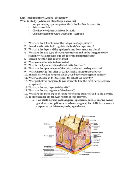 Integumentary system Test review