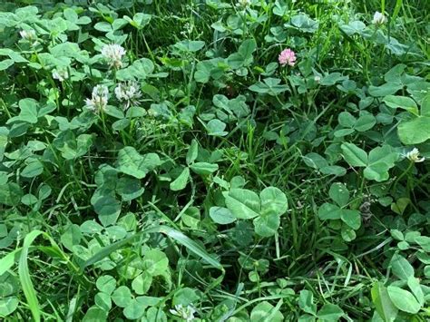 Clover Lawn Mix | OPN Seed