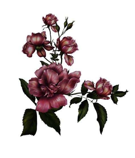 Gothic Rose Transparent Background Transparent HQ PNG Download | FreePNGimg