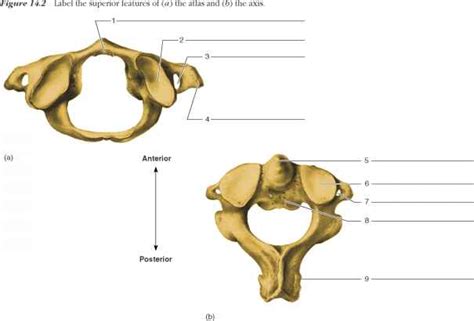 The Vertebral Column - Human Anatomy - GUWS Medical