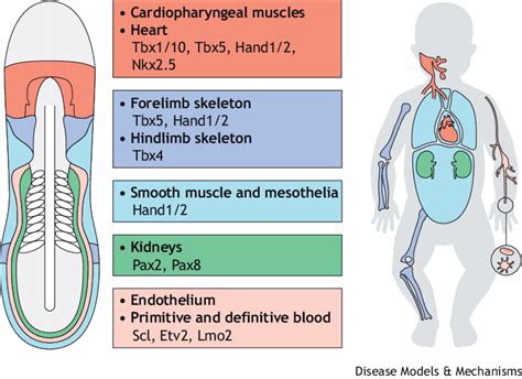 The lateral plate mesoderm (LPM) develops into a dispersed set of ...