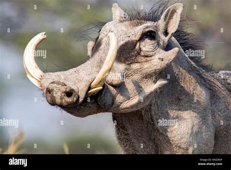 Close-up of Common warthog (Phacochoerus africanus) with large tusks ...