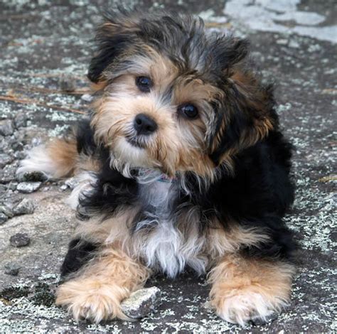 Yorkie Bichon (Bichon Frise, Yorkshire Terrier mix), Info, Pictures