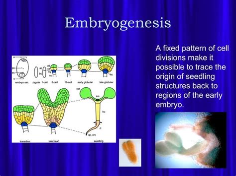 Embryogenesis