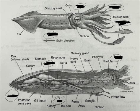 Squid Anatomy Diagram | Quizlet