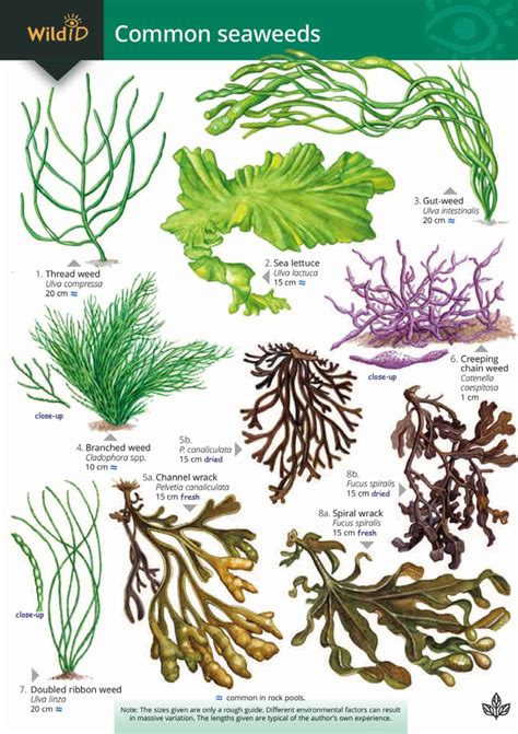 Seaweed Types | ubicaciondepersonas.cdmx.gob.mx