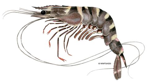 GIANT TIGER PRAWN | WWF Seafood Guide