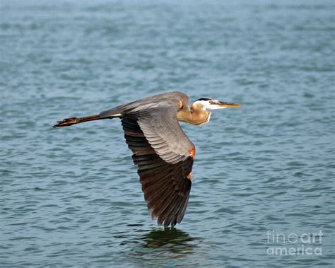 Great Blue Heron in Flight Photograph by Stephen Whalen - Pixels